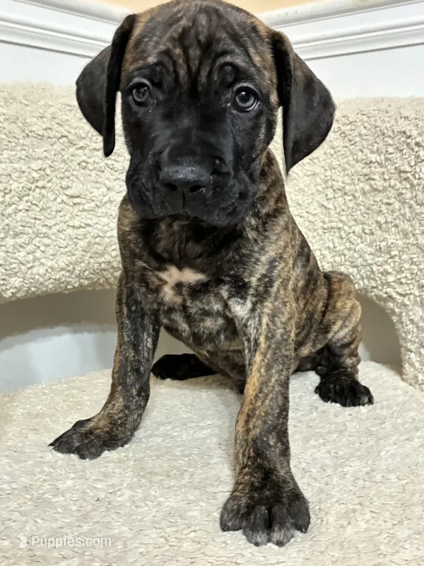Cane Corso Brindle Male  – Cane Corso puppy for sale in Winder, GA