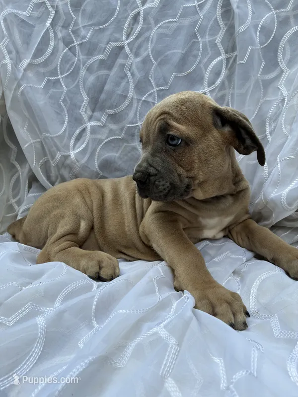 Cane Corso Fawn – Cane Corso puppy for sale in Winder, GA