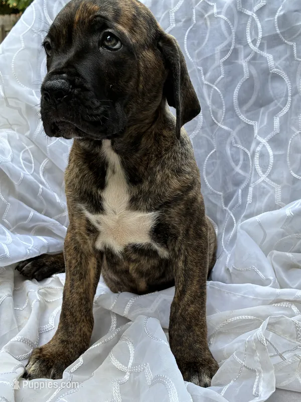 Cane Corso Brindle Male  – Cane Corso puppy for sale in Winder, GA