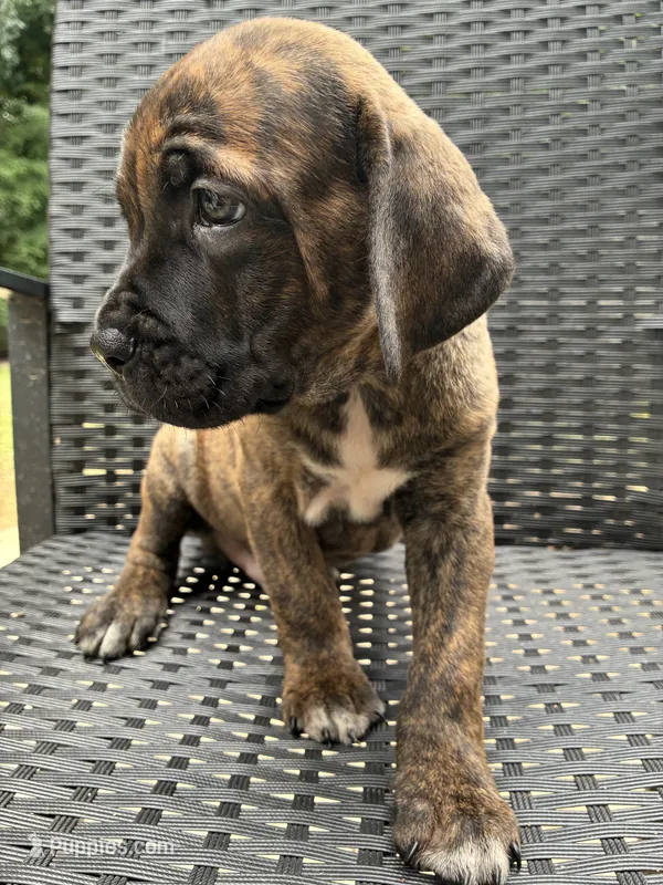 Cane Corso Black/Chestnut Brindle Male  – Cane Corso puppy for sale in Winder, GA