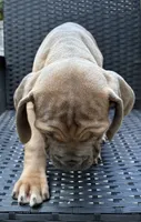 Cane Corso formentino Male , a male Cane Corso for sale in Winder, GA – 4 of 4