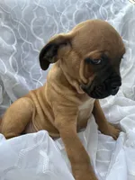Cane Corso Red Fawn, a male Cane Corso for sale in Winder, GA – 4 of 6