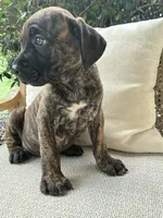 Cane Corso Brindle Male , a male Cane Corso for sale in Winder, GA – 4 of 7