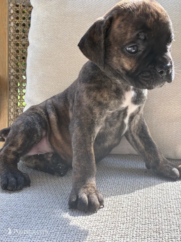 Cane Corso Black Brindle Male  – Cane Corso puppy for sale in Winder, GA