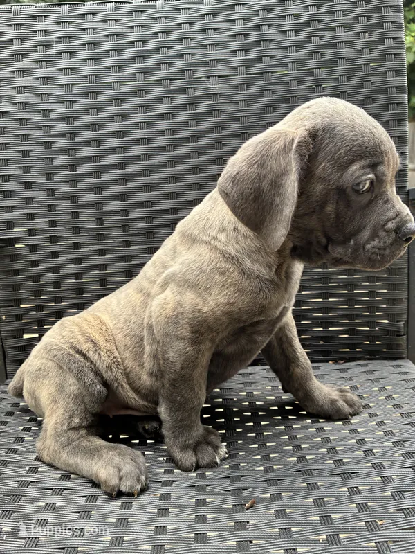 Cane Corso Gray Brindle Male – Cane Corso puppy for sale in Winder, GA