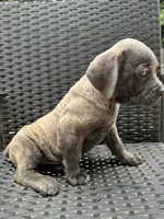 Cane Corso Gray Brindle Male, a male Cane Corso for sale in Winder, GA – 3 of 4