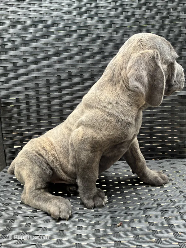 Cane Corso Gray Brindle Male – Cane Corso puppy for sale in Winder, GA