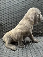Cane Corso Gray Brindle Male, a male Cane Corso for sale in Winder, GA – 2 of 4