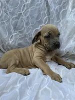 Cane Corso Fawn, a male Cane Corso for sale in Winder, GA – 3 of 5