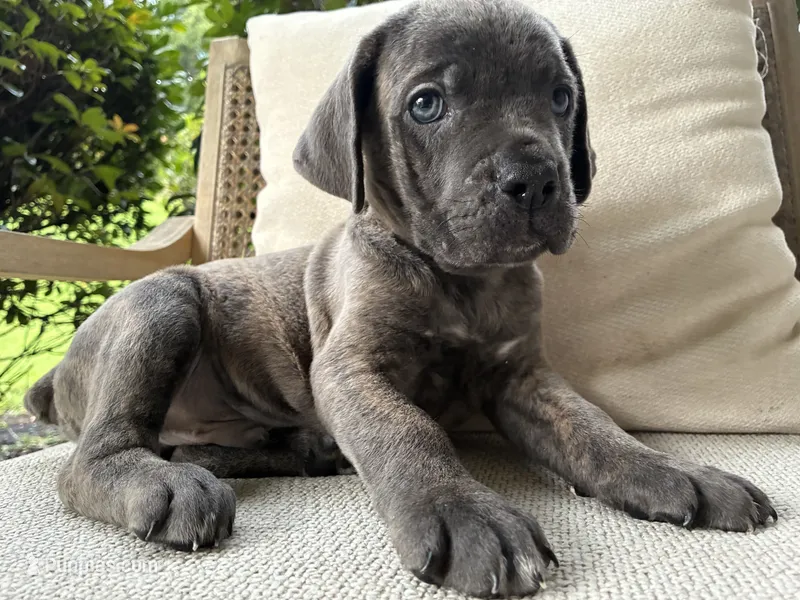 Cane Corso Blue/Gray Brindle Male – Cane Corso puppy for sale in Winder, GA