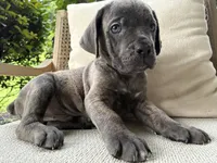 Cane Corso Blue/Gray Brindle Male, a male Cane Corso for sale in Winder, GA – 1 of 5