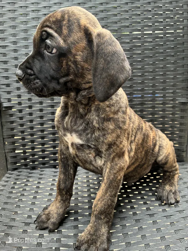 Cane Corso Brindle Male  – Cane Corso puppy for sale in Winder, GA