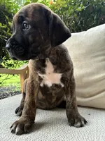 Cane Corso Black/Chestnut Brindle Male , a male Cane Corso for sale in Winder, GA – 2 of 6
