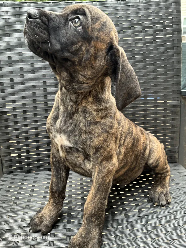 Cane Corso Brindle Male  – Cane Corso puppy for sale in Winder, GA