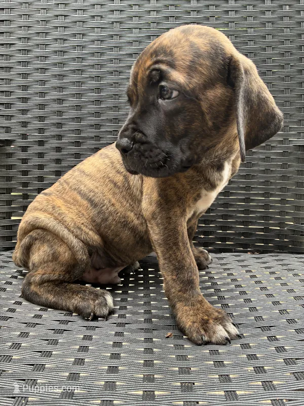 Cane Corso Black/Chestnut Brindle Male  – Cane Corso puppy for sale in Winder, GA