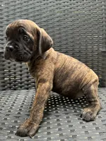 Cane Corso Chestnut Brindle Male , a male Cane Corso for sale in Winder, GA – 5 of 6