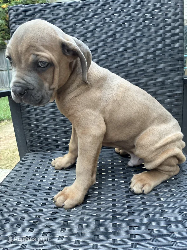 Cane Corso formentino Male  – Cane Corso puppy for sale in Winder, GA