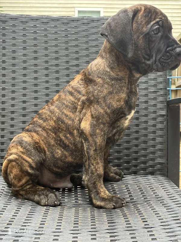 Cane Corso Black/Chestnut Brindle Male  – Cane Corso puppy for sale in Winder, GA