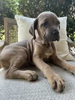 Cane Corso Formentino , a male Cane Corso for sale in Winder, GA – 2 of 7