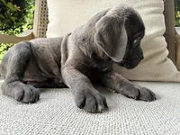 Cane Corso Blue/Gray Brindle Male, a male Cane Corso for sale in Winder, GA – 5 of 5