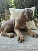 Cane Corso Formentino , a male Cane Corso for sale in Winder, GA – 4 of 7