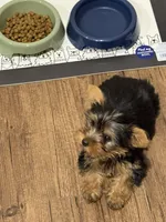 Honey, a male Yorkshire Terrier for sale in Birmingham, AL – Photo 3 of 3