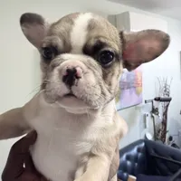 Sakura, a female French Bulldog for sale in Brooklyn, NY – Photo 3 of 10