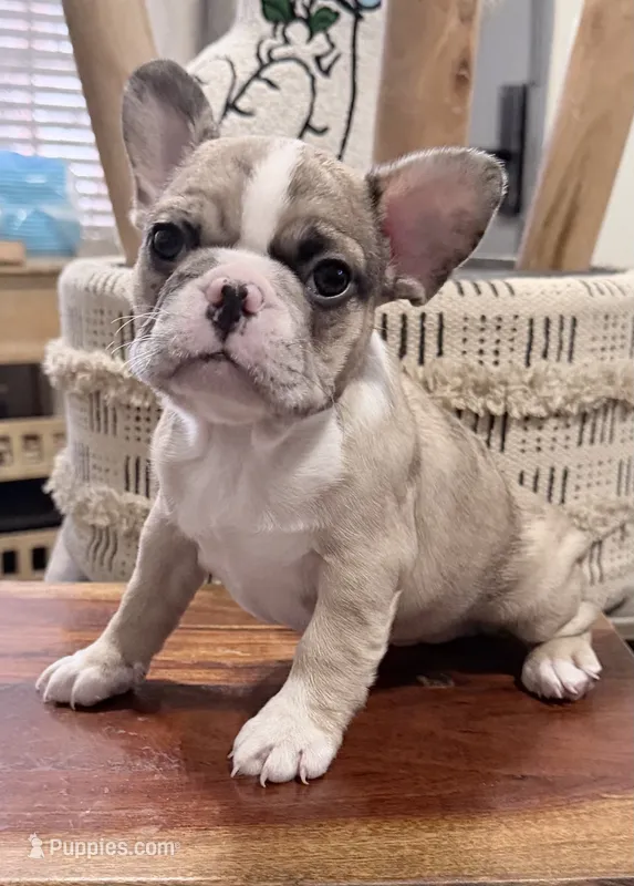 Sakura – French Bulldog puppy for sale in Brooklyn, NY