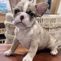 Sakura, a female French Bulldog for sale in Brooklyn, NY – Photo 1 of 10