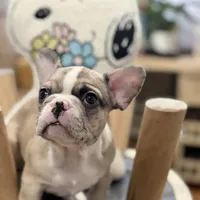 Sakura, a female French Bulldog for sale in Brooklyn, NY – Photo 2 of 10