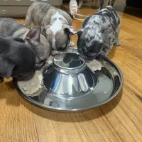 Sakura, a female French Bulldog for sale in Brooklyn, NY – Photo 9 of 10