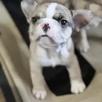 Sakura, a female French Bulldog for sale in Brooklyn, NY – Photo 4 of 10