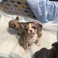 Sakura, a female French Bulldog for sale in Brooklyn, NY – Photo 8 of 10