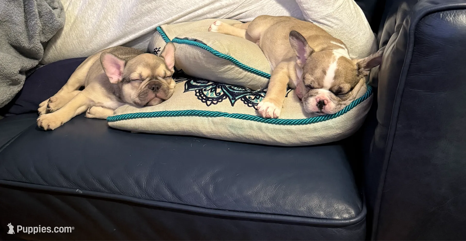 Sakura, a female French Bulldog for sale in Brooklyn, NY – Photo 10 of 10