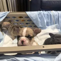 Sakura, a female French Bulldog for sale in Brooklyn, NY – Photo 5 of 10