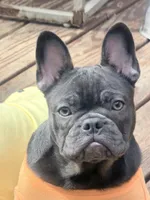 Mew Mew, a female French Bulldog for sale in Brooklyn, NY – Photo 9 of 9