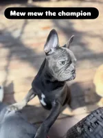 Mew Mew, a female French Bulldog for sale in Brooklyn, NY – Photo 7 of 9