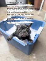 Mew Mew, a female French Bulldog for sale in Brooklyn, NY – Photo 5 of 9