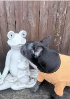 Mew Mew, a female French Bulldog for sale in Brooklyn, NY – Photo 3 of 9