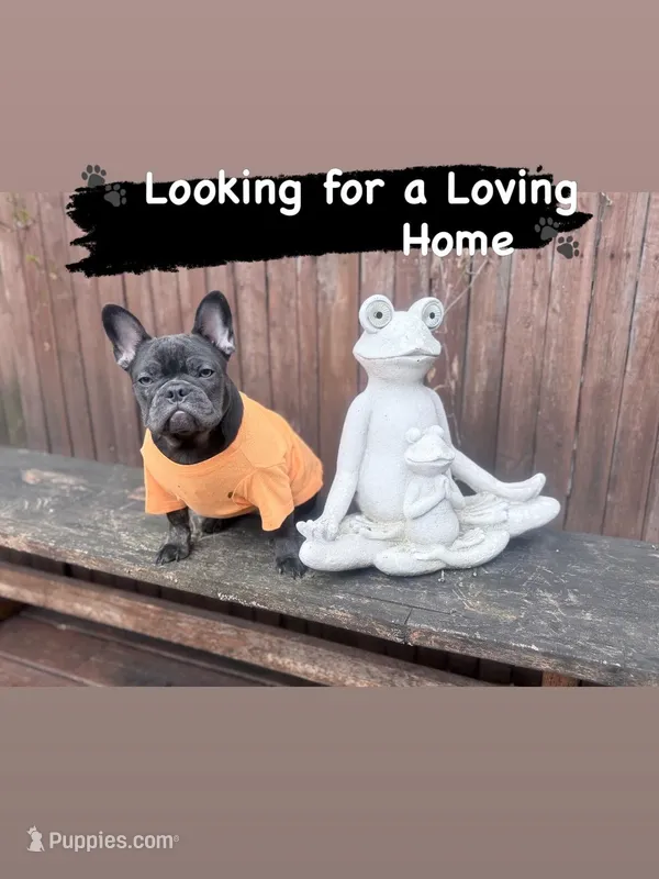 Mew Mew – French Bulldog puppy for sale in Brooklyn, NY