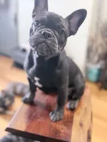 Mew Mew, a female French Bulldog for sale in Brooklyn, NY – Photo 9 of 10