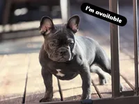 Mew Mew, a female French Bulldog for sale in Brooklyn, NY – Photo 8 of 9