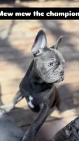 Mew Mew, a female French Bulldog for sale in Brooklyn, NY – Photo 4 of 9
