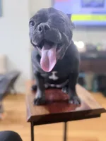 Mew Mew, a female French Bulldog for sale in Brooklyn, NY – Photo 8 of 10