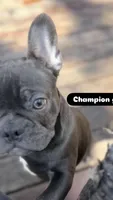 Mew Mew, a female French Bulldog for sale in Brooklyn, NY – Photo 6 of 9