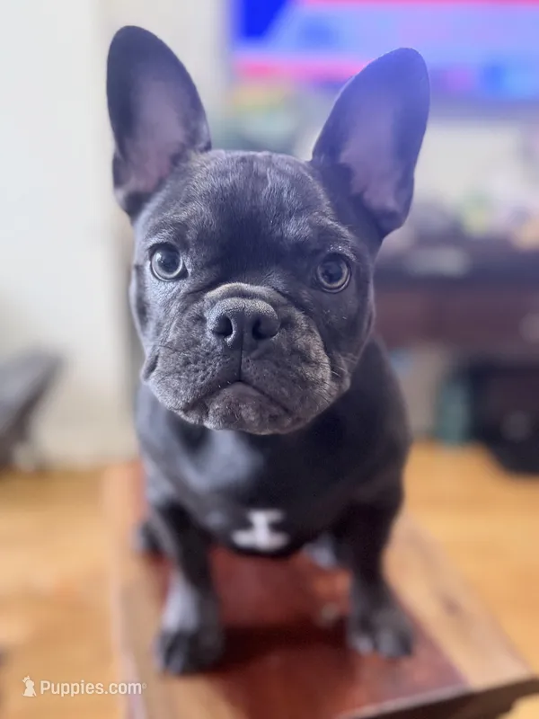 Mew Mew – French Bulldog puppy for sale in Brooklyn, NY