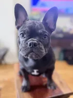 Mew Mew, a female French Bulldog for sale in Brooklyn, NY – Photo 10 of 10