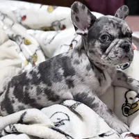 New Star, a male French Bulldog for sale in Brooklyn, NY – Photo 8 of 10