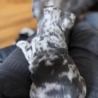 New Star, a male French Bulldog for sale in Brooklyn, NY – Photo 6 of 10