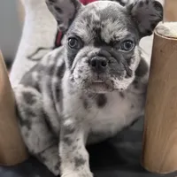 New Star, a male French Bulldog for sale in Brooklyn, NY – Photo 2 of 10